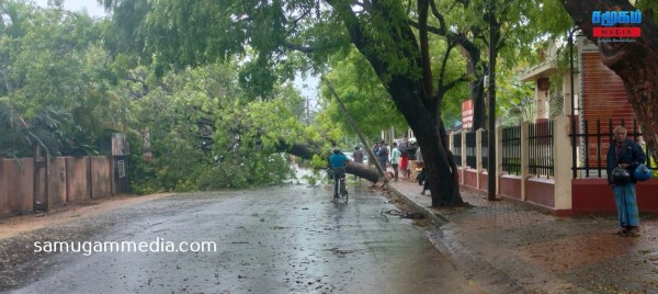 யாழின் முக்கிய பகுதியில் முறிந்து விழுந்த பாரிய மரம்..! போக்குவரத்தும் பாதிப்பு samugammedia 